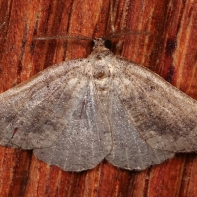 Furcatrox (genus) (A Cape-moth) at Melba, ACT - 19 Apr 2021 by kasiaaus
