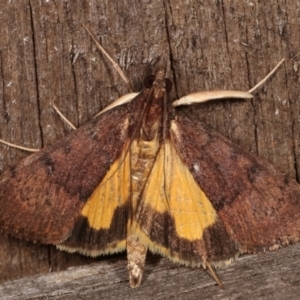 Uresiphita ornithopteralis at Melba, ACT - 19 Apr 2021