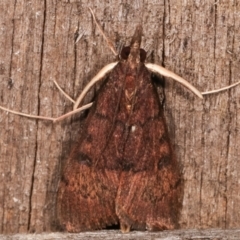 Uresiphita ornithopteralis at Melba, ACT - 19 Apr 2021