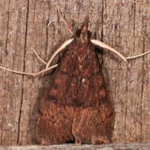 Uresiphita ornithopteralis at Melba, ACT - 19 Apr 2021 07:46 PM