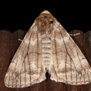 Stibaroma undescribed species at Melba, ACT - 19 Apr 2021