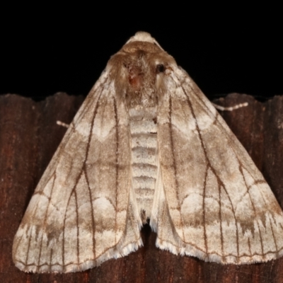 Stibaroma undescribed species (A Line-moth) at Melba, ACT - 19 Apr 2021 by kasiaaus