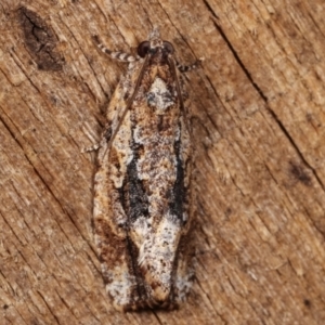 Thrincophora lignigerana at Melba, ACT - 19 Apr 2021