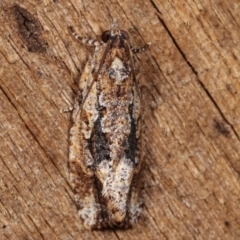 Thrincophora lignigerana (A Tortricid moth) at Melba, ACT - 19 Apr 2021 by kasiaaus