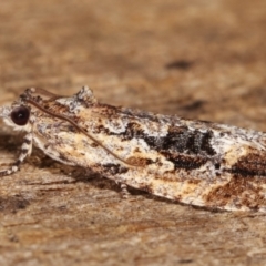 Thrincophora lignigerana at Melba, ACT - 19 Apr 2021 07:52 PM