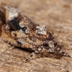 Thrincophora lignigerana at Melba, ACT - 19 Apr 2021