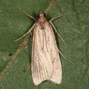 Achyra affinitalis at Melba, ACT - 19 Apr 2021 07:54 PM