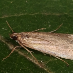 Achyra affinitalis at Melba, ACT - 19 Apr 2021