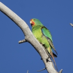 Lathamus discolor (Swift Parrot) at Symonston, ACT - 23 Apr 2021 by WarrenRowland