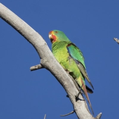 Lathamus discolor (Swift Parrot) at Callum Brae - 22 Apr 2021 by WarrenRowland