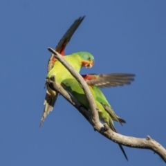 Lathamus discolor at Symonston, ACT - 23 Apr 2021