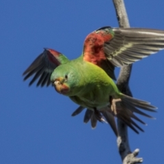 Lathamus discolor at Symonston, ACT - 23 Apr 2021