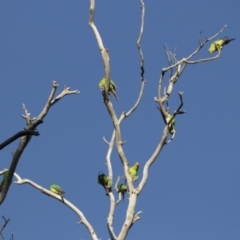 Lathamus discolor at Symonston, ACT - 23 Apr 2021