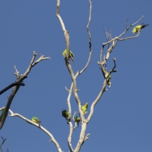 Lathamus discolor at Symonston, ACT - 23 Apr 2021