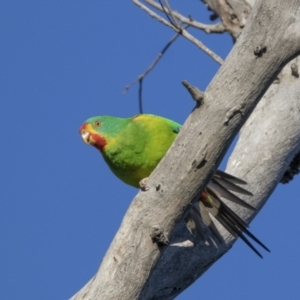 Lathamus discolor at Symonston, ACT - 23 Apr 2021