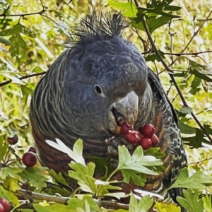 Callocephalon fimbriatum at Belconnen, ACT - suppressed