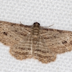 Ectropis excursaria (Common Bark Moth) at Melba, ACT - 17 Jan 2021 by Bron