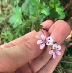 Pelargonium inodorum (Kopata) at Majura, ACT - 7 Apr 2021 by Tapirlord