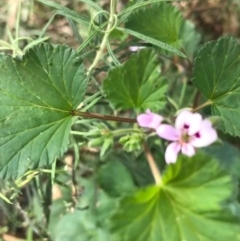 Pelargonium inodorum at Majura, ACT - 7 Apr 2021