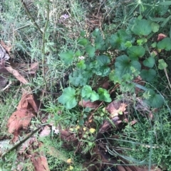 Pelargonium inodorum at Majura, ACT - 7 Apr 2021