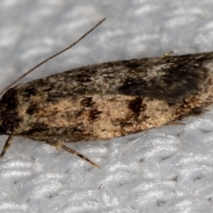 Barea (genus) (A concealer moth) at Melba, ACT - 16 Jan 2021 by Bron