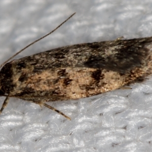 Barea (genus) at Melba, ACT - 17 Jan 2021