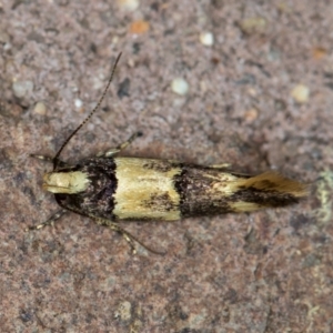 Macrobathra hamaxitodes at Melba, ACT - 17 Jan 2021 10:26 AM