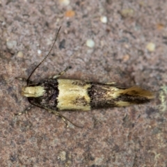 Macrobathra hamaxitodes at Melba, ACT - 17 Jan 2021