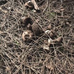 Geastrum sp. (genus) (An earthstar) at Majura, ACT - 7 Apr 2021 by Tapirlord