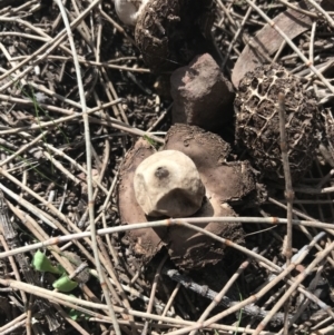 Geastrum sp. at Majura, ACT - 7 Apr 2021