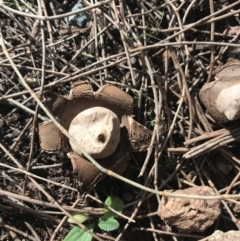 Geastrum sp. at Majura, ACT - 7 Apr 2021