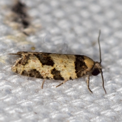 Clarana clarana (A Tortricid moth) at Melba, ACT - 17 Jan 2021 by Bron