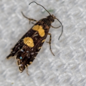 Glyphipterix chrysoplanetis at Melba, ACT - 17 Jan 2021