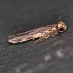 Hoplostega ochroma (a Eulechria Group moth) at Melba, ACT - 17 Jan 2021 by Bron