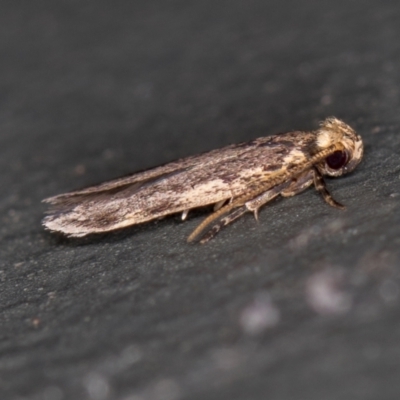 Hoplostega ochroma (a Eulechria Group moth) at Melba, ACT - 17 Jan 2021 by Bron