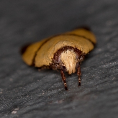 Heteroteucha translatella (Heteroteucha translatella) at Melba, ACT - 17 Jan 2021 by Bron