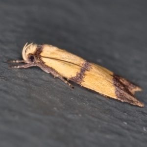 Heteroteucha translatella at Melba, ACT - 17 Jan 2021