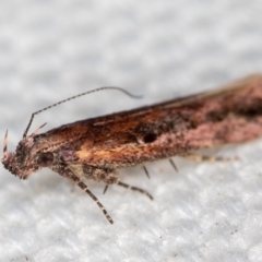 Ardozyga (genus) (Twirler moth, gelechiid moth) at Melba, ACT - 17 Jan 2021 by Bron