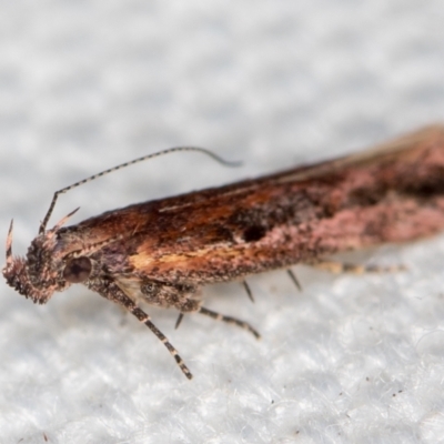 Ardozyga (genus) (Twirler moth (Gelechioidae) at Melba, ACT - 17 Jan 2021 by Bron