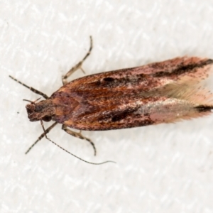 Ardozyga (genus) at Melba, ACT - 17 Jan 2021