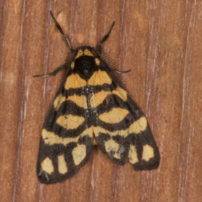 Asura lydia (Lydia Lichen Moth) at Melba, ACT - 17 Jan 2021 by Bron