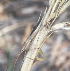 Mutusca brevicornis (A broad-headed bug) at Majura, ACT - 7 Apr 2021 by Tapirlord