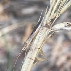 Mutusca brevicornis (A broad-headed bug) at Mount Ainslie - 7 Apr 2021 by Tapirlord