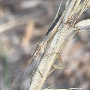 Mutusca brevicornis at Majura, ACT - 7 Apr 2021