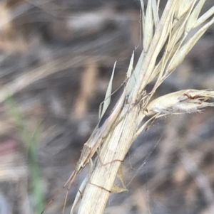 Mutusca brevicornis at Majura, ACT - 7 Apr 2021