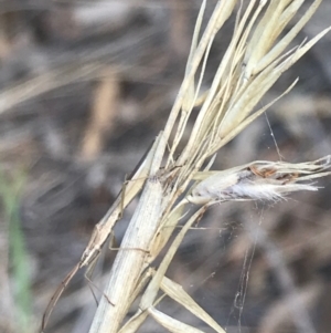 Mutusca brevicornis at Majura, ACT - 7 Apr 2021