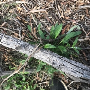 Cynoglossum australe at Majura, ACT - 7 Apr 2021