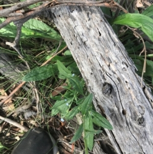 Cynoglossum australe at Majura, ACT - 7 Apr 2021 01:38 PM