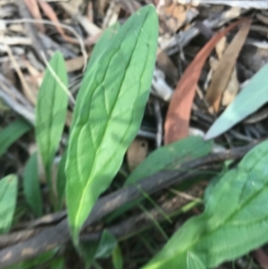 Cynoglossum australe at Majura, ACT - 7 Apr 2021 01:38 PM