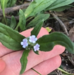 Cynoglossum australe at Majura, ACT - 7 Apr 2021 01:38 PM